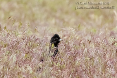 Black Lark (Melanocorypha yeltoniensis)_Kazakh Steppe west of Inderbor (Atyrau Oblast)