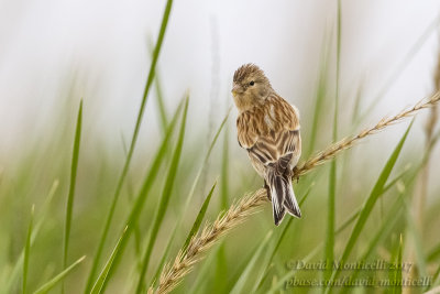 Twite (Acanthis flavirostris)_Kazakh Steppe west of Inderbor (Atyrau Oblast)