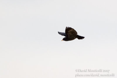 Black Lark (Melanocorypha yeltoniensis)_Kazakh Steppe west of Inderbor (Atyrau Oblast)