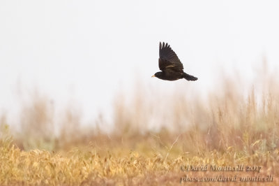 Black Lark (Melanocorypha yeltoniensis)_Kazakh Steppe west of Inderbor (Atyrau Oblast)