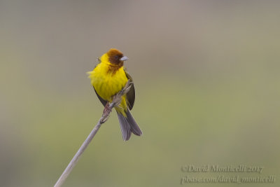 Red-headed Bunting (Emberiza bruniceps)(ad. male)_Kazakh Steppe west of Inderbor (Atyrau Oblast)