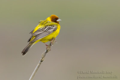 Red-headed Bunting (Emberiza bruniceps)(ad. male)_Kazakh Steppe west of Inderbor (Atyrau Oblast)