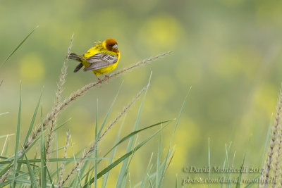 Red-headed Bunting (Emberiza bruniceps)(ad. male)_Kazakh Steppe west of Inderbor (Atyrau Oblast)