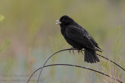 Black Lark (Melanocorypha yeltoniensis)_Kazakh Steppe west of Inderbor (Atyrau Oblast)