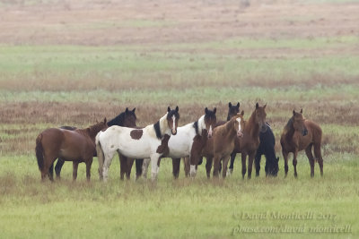 Semi-wild horses, Kazakh Steppe west of Inderbor (Atyrau Oblast)
