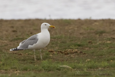 Caspian Gull (Larus c. cachinnans)(ad. summer)_lake west of Inderbor (Atyrau Oblast)