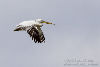 Dalmatian Pelican (Pelecanus crispus)(ad.)_lake west of Inderbor (Atyrau Oblast)