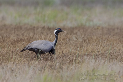 Demoiselle Crane (Anthropoides virgo)(ad.)_Kazakh Steppe west of Inderbor (Atyrau Oblast)