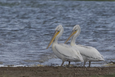 Dalmatian Pelicans (Pelecanus crispus)(ad.)_lake west of Inderbor (Atyrau Oblast)