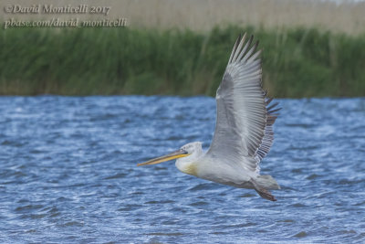 Dalmatian Pelican (Pelecanus crispus)(ad.)_lake west of Inderbor (Atyrau Oblast)