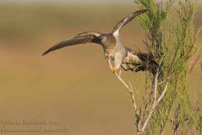 Common Cuckoo (Cuculus canorus)(ad. female)_Kazakh Steppe west of Inderbor (Atyrau Oblast)