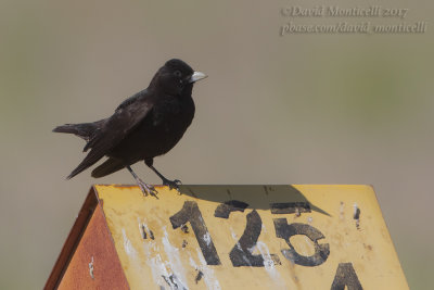 Black Lark (Melanocorypha yeltoniensis)_Kazakh Steppe west of Inderbor (Atyrau Oblast)