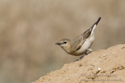 Isabelline Wheatear (Oenanthe isabellina)(ad. female)_Kazakh Steppe west of Inderbor (Atyrau Oblast)