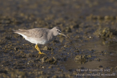 Grey-tailed Tattler (Tringa brevipes)_Cabo da Praia quarry (Terceira)