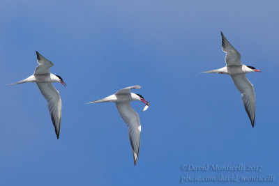 Common Terns (Sterna hirundo)_Ponta das Contendas, Terceira Is., Azores