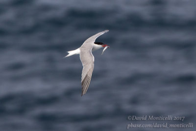 Common Tern (Sterna hirundo)_Ponta das Contendas, Terceira Is., Azores