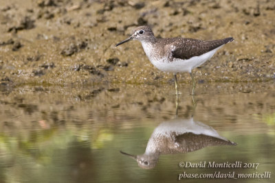 Solitary Sandpiper (Tringa solitaria)_Cabo da Praia (Terceira)