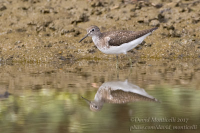 Solitary Sandpiper (Tringa solitaria)_Cabo da Praia (Terceira)