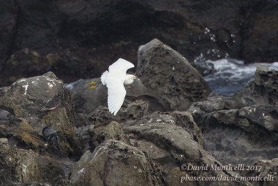 Snowy Egret (Egretta thula)_Ponta das Contendas (Terceira)