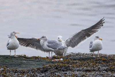 Glaucous-winged Gull (Larus glaucescens)(adult) with HG & GBBG_Castletownbere, Co. Cork (Ireland)