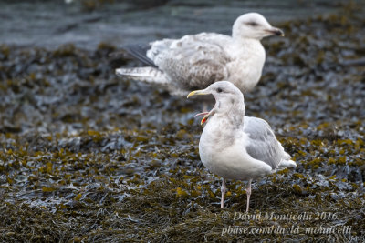 Glaucous-winged Gull (Larus glaucescens)(adult)_Castletownbere, Co. Cork (Ireland)