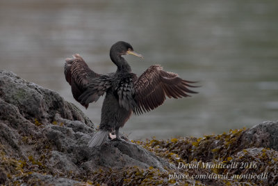 Shag (Phalacrocorax aristotelis)(immature)_Castletownbere, Co. Cork (Ireland)