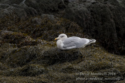 Glaucous-winged Gull (Larus glaucescens)(adult)_Castletownbere, Co. Cork (Ireland)