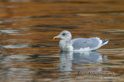 Glaucous-winged Gull (Larus glaucescens)(adult)_Castletownbere, Co. Cork (Ireland)