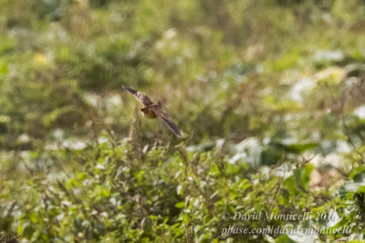 Small Button-quail (Turnix sylvatica)_Oualidia, Casablanca (Morocco)