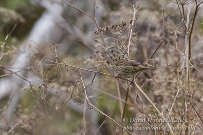 Lincoln's Sparrow (Melospiza lincolnii)_Middle Fields, Vila do Corvo (Corvo)