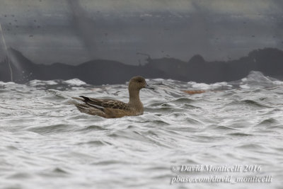 American Wigeon (Anas americana)(immature)_Reservoir (Corvo)