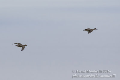 American Wigeons (Anas americana)(immatures)_Reservoir (Corvo)