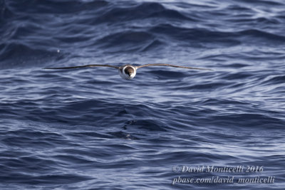 Great Shearwater (Puffinus gravis)_Bank of Fortune (Graciosa)