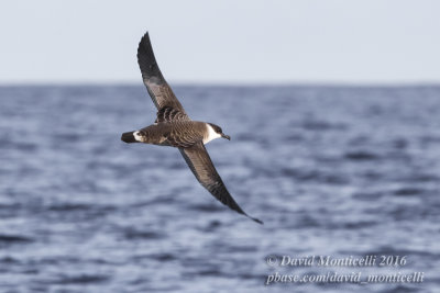 Great Shearwater (Puffinus gravis)_Bank of Fortune (Graciosa)