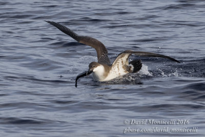 Great Shearwater (Puffinus gravis)_Bank of Fortune (Graciosa)