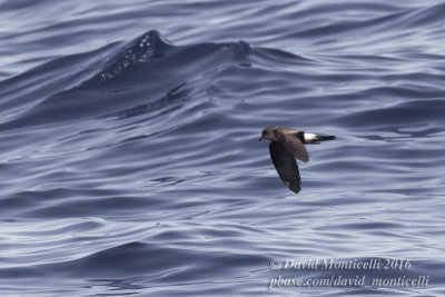 Monteiro's Storm-petrel (Oceanodroma monteiroi)_Bank of Fortune (Graciosa)