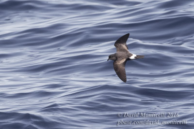 Monteiro's Storm-petrel (Oceanodroma monteiroi)_Bank of Fortune (Graciosa)