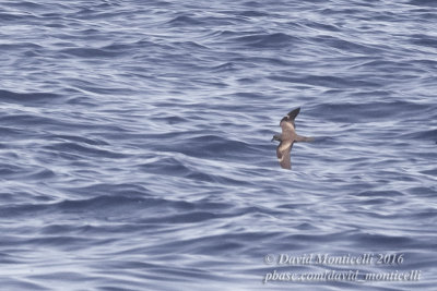 Swinhoe's Storm-petrel (Oceanodroma monorhis)_Bank of Fortune (Graciosa)