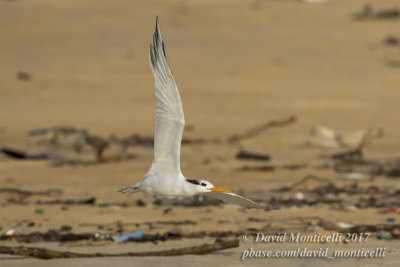 Royal Tern (Thallasseus maximus albidorsalis)_Bureh Beach, Freetown Peninsula (Sierra Leone)