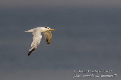 Royal Tern (Thallasseus maximus albidorsalis)_Bureh Beach, Freetown Peninsula (Sierra Leone)