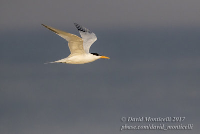 Royal Tern (Thallasseus maximus albidorsalis)_Bureh Beach, Freetown Peninsula (Sierra Leone)