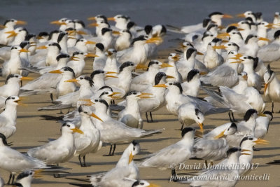 Royal Terns (Thallasseus maximus albidorsalis)_Bureh Beach, Freetown Peninsula (Sierra Leone)