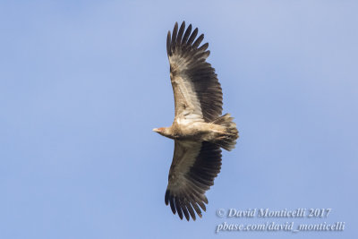 Palm-nut Vulture (immature)_Tiwai Island (Sierra Leone)