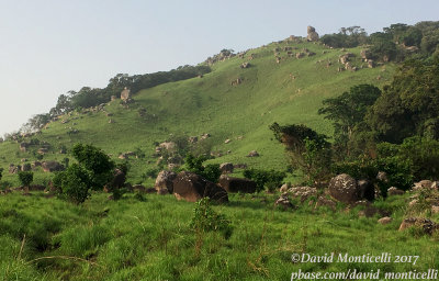 Grassland area, Loma Mountains - 1400-1500m (Sierra Leone)