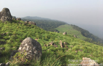 Grassland and Gallery Forest, Loma Mountains - 1800m (Sierra Leone)