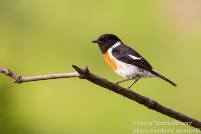 Thrushes, Chats, Robins, Bulbuls, Picathartes