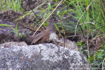 Stone Partridge (Ptilopachus petrosus)_Loma Mountains (Sierra Leone)