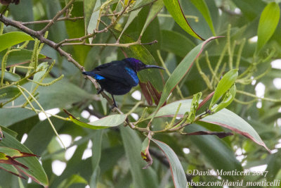 Sunbirds, White-eyes