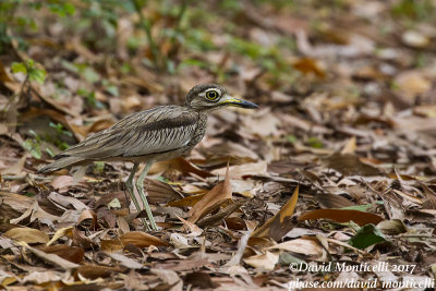 Senegal Thick-knee (Burhinus senegalensis)_Freetown Golf course (Sierra Leone)