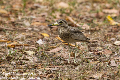 Senegal Thick-knee (Burhinus senegalensis)_Freetown Golf course (Sierra Leone)